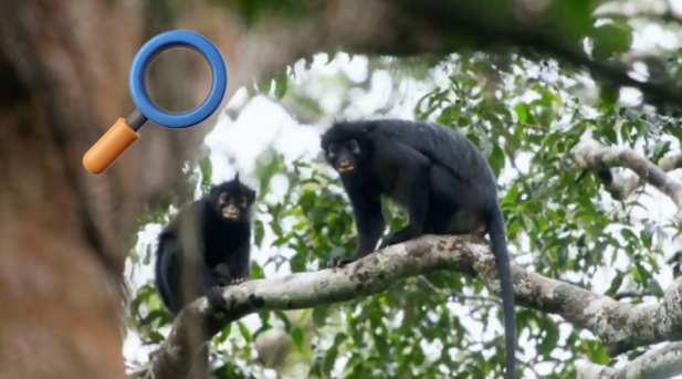 Descubren nueva especie de mono con “máscara” en la selva del Congo