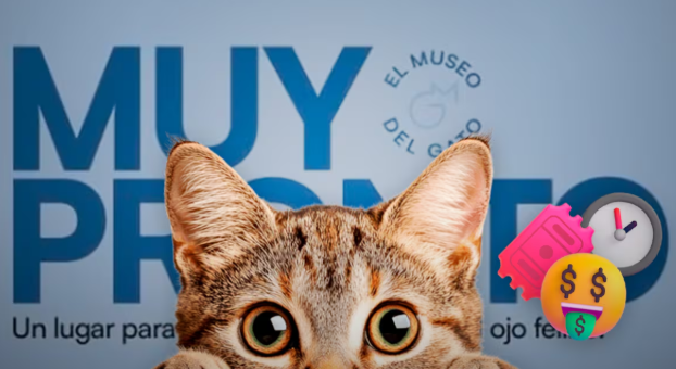 Museo del Gato en CDMX: precios de boletos, horarios y dónde está