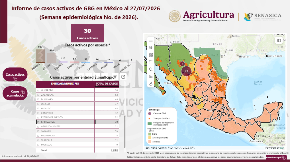 Sube a 30 casos activos de gusano barrenador en Chihuahua; región sur principal afectada