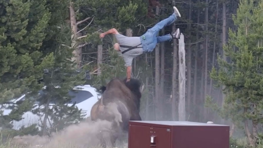 Bisonte lanza por los aires a turista que le sacaba fotos en Parque Nacional de Yellowstone