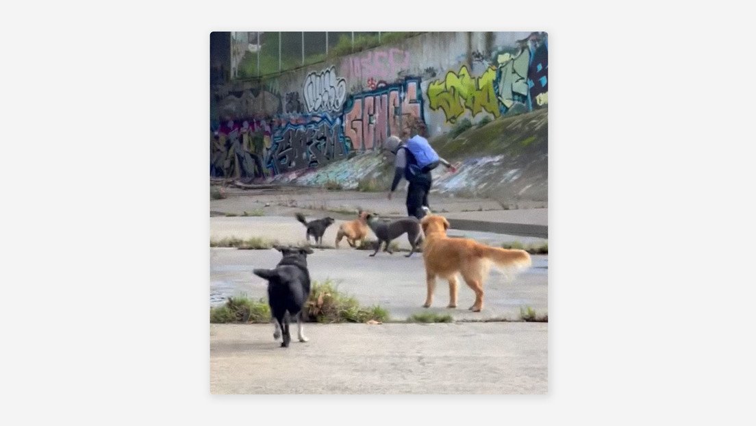 Jauría de perros persigue a un hombre que intentó agredir sexualmente a dos mujeres