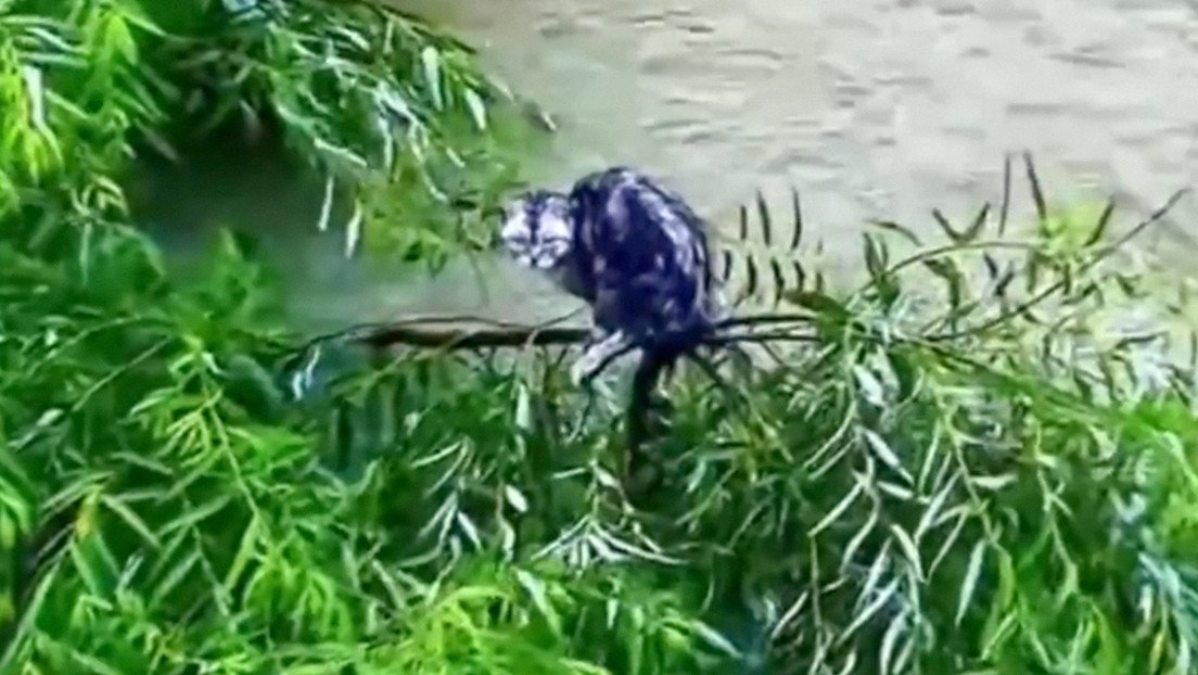 Con un dron, rescatan a un gatito atrapado en inundaciones en China