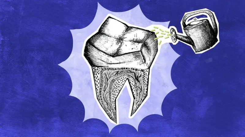 Científicos buscan que los dientes que perdemos vuelvan a crecer