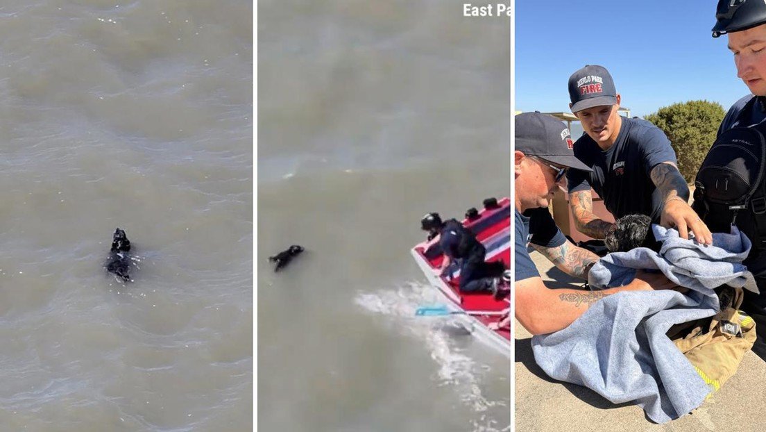 Así fue el heroico y angustioso rescate de un perrito a punto de ahogarse en California