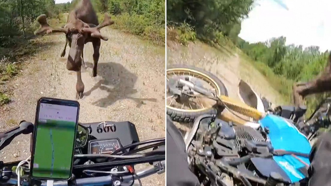Captan momento en que un alce embiste a un motociclista