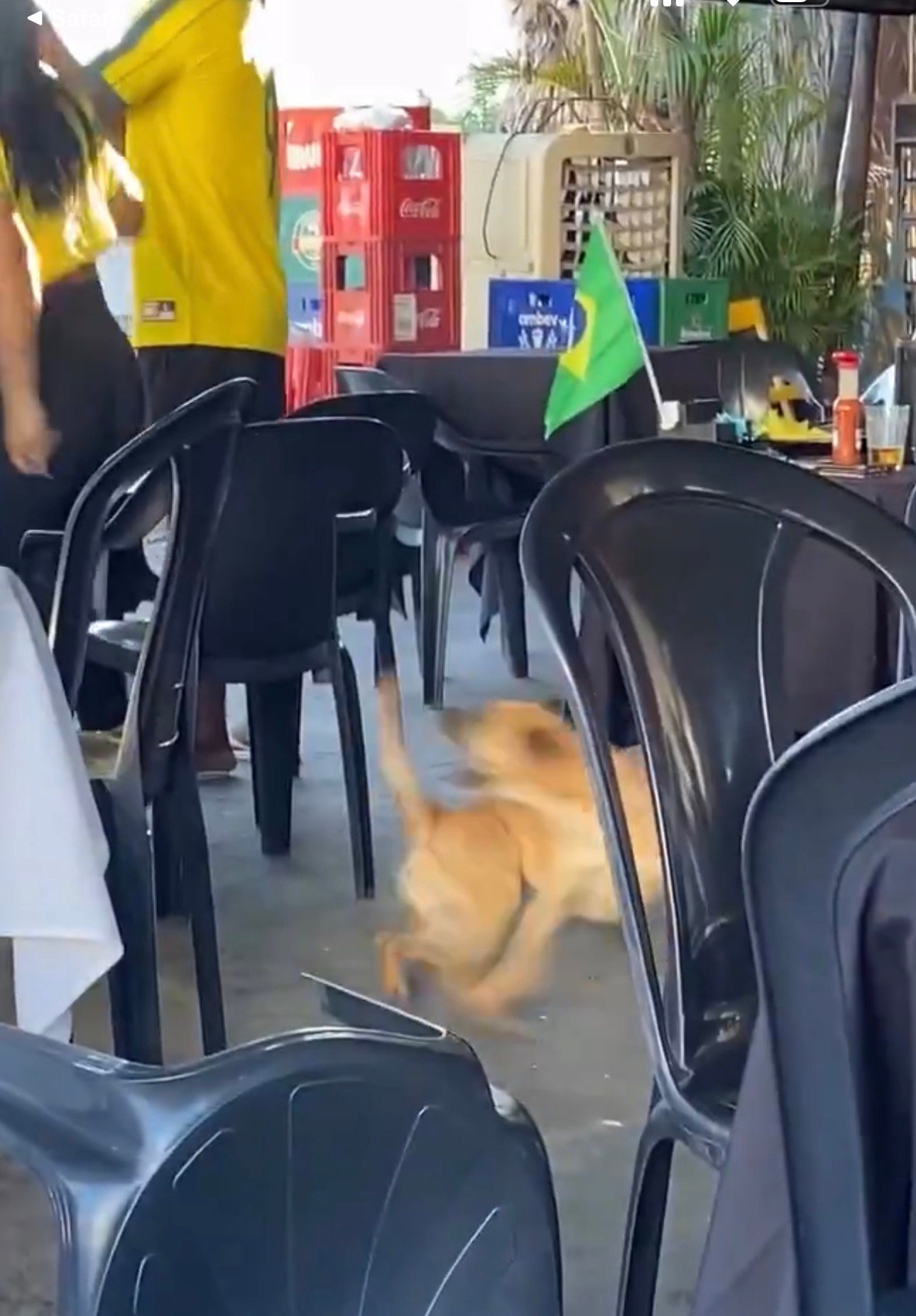 Así “festejó” un perro el gol de Brasil que eliminó a Japón del Mundial 2026