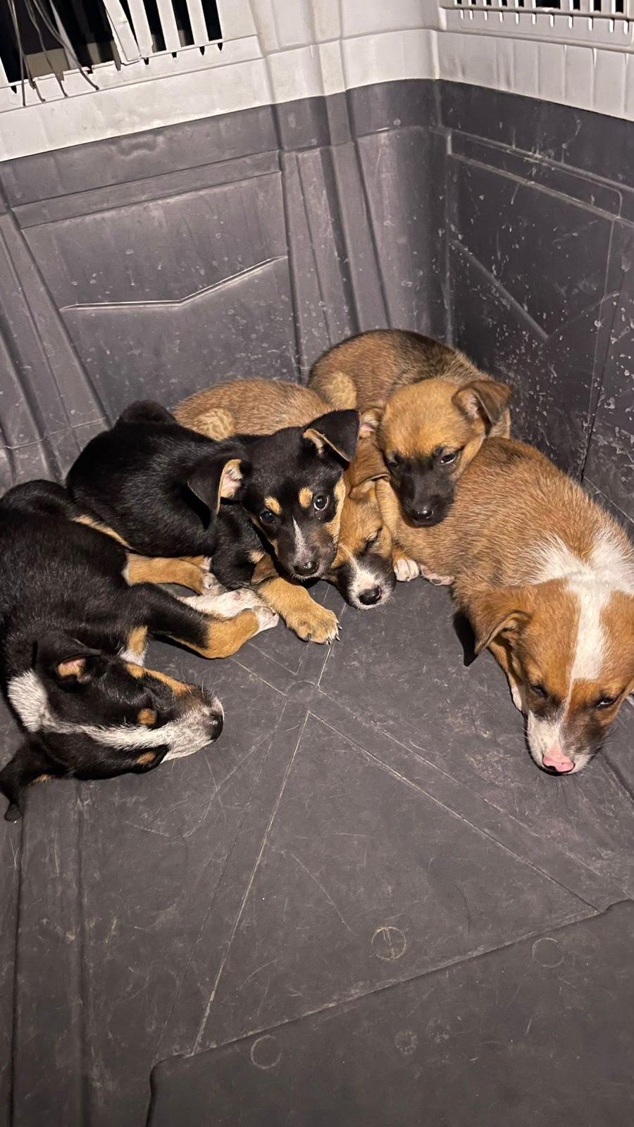 Refuerza Gobierno Municipal atención a denuncias por maltrato animal; detienen a sospechoso de maltrato y resguardan a perrita y sus 5 cachorros