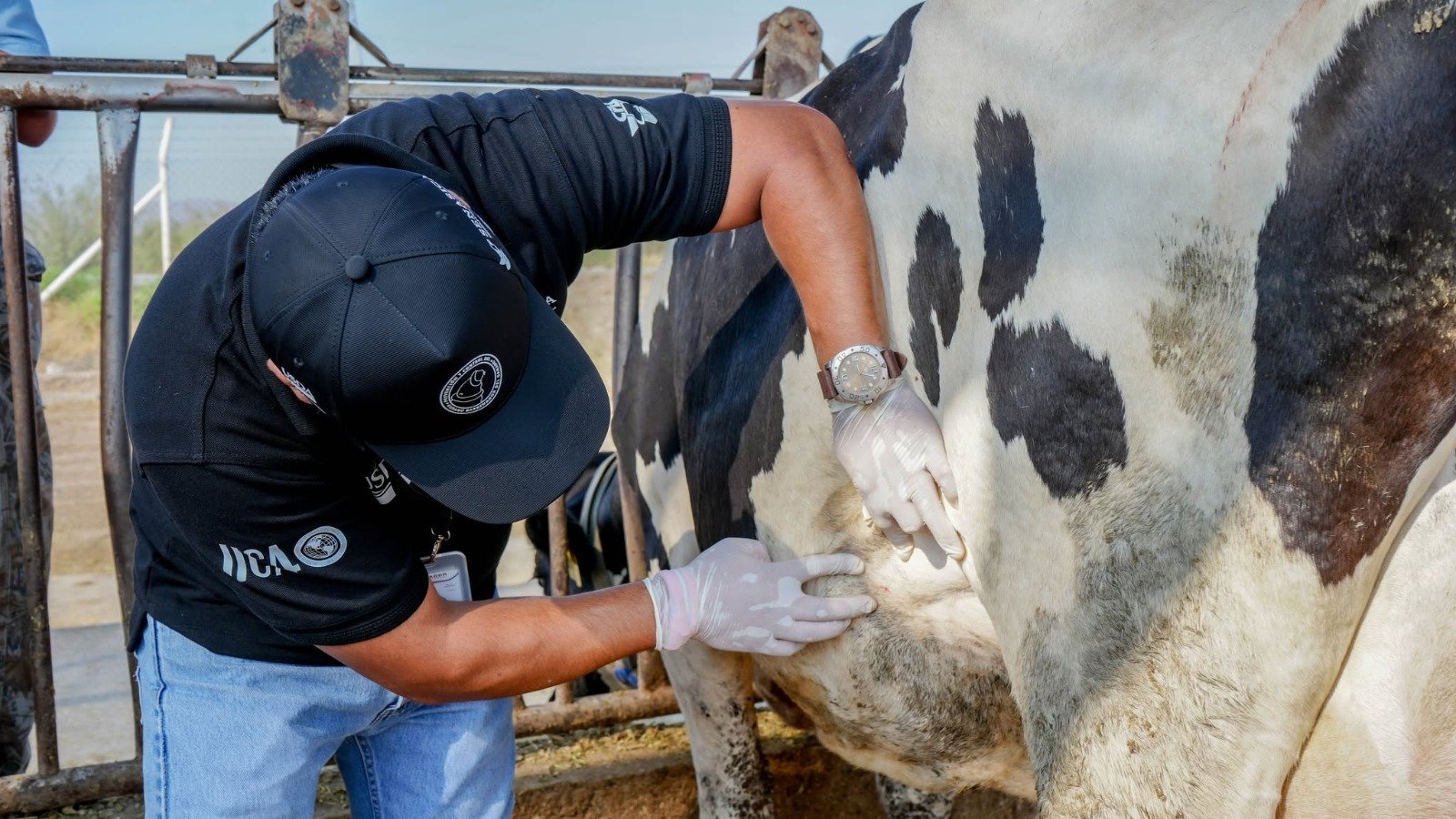 Surge un caso sospechoso de gusano barrenador en Parral, analizarán muestra: Desarrollo Rural