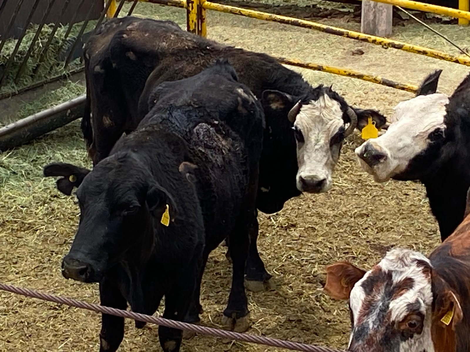 Preocupación por posible primer contagio de gusano barrenador en Chihuahua