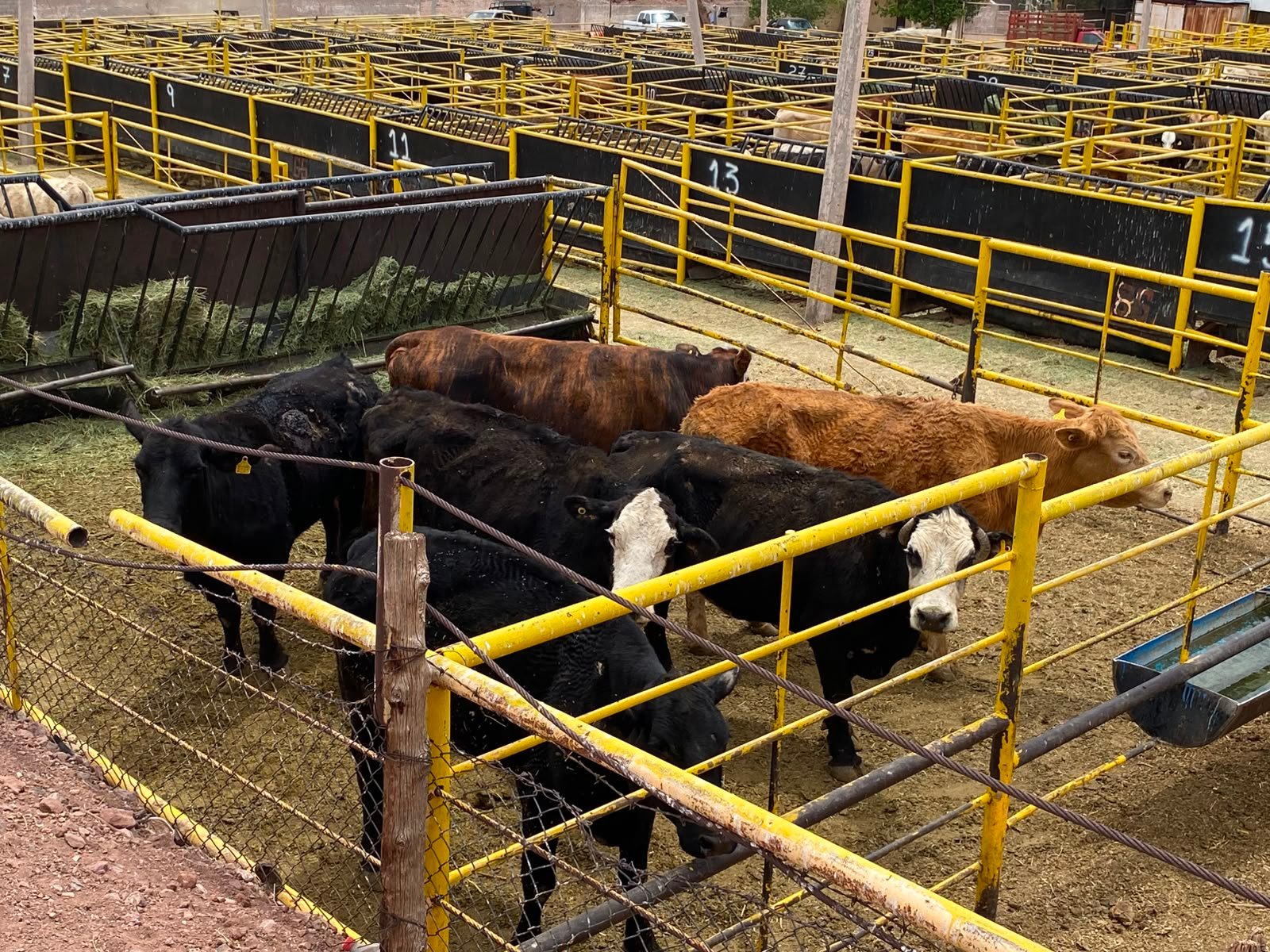Senasica reporta 11 casos activos de gusano barrenador en Chihuahua