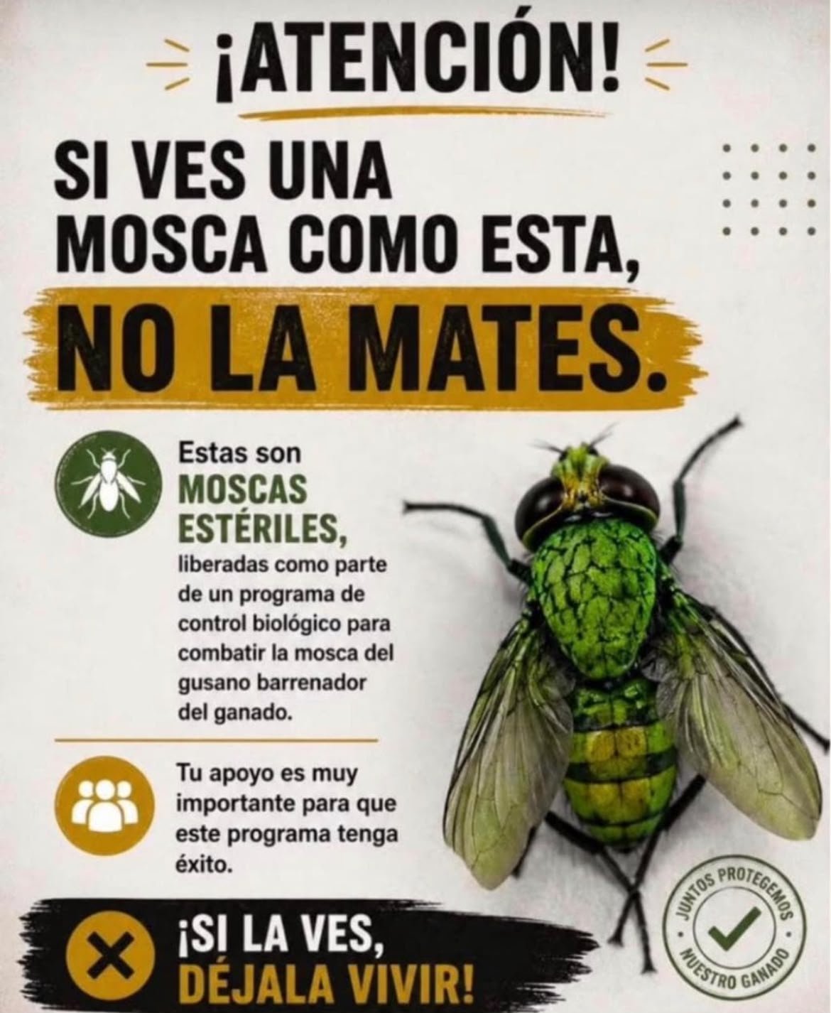 ¡No las mates! Lanzan llamado a proteger mosca estéril; la única salvación al gusano barrenador