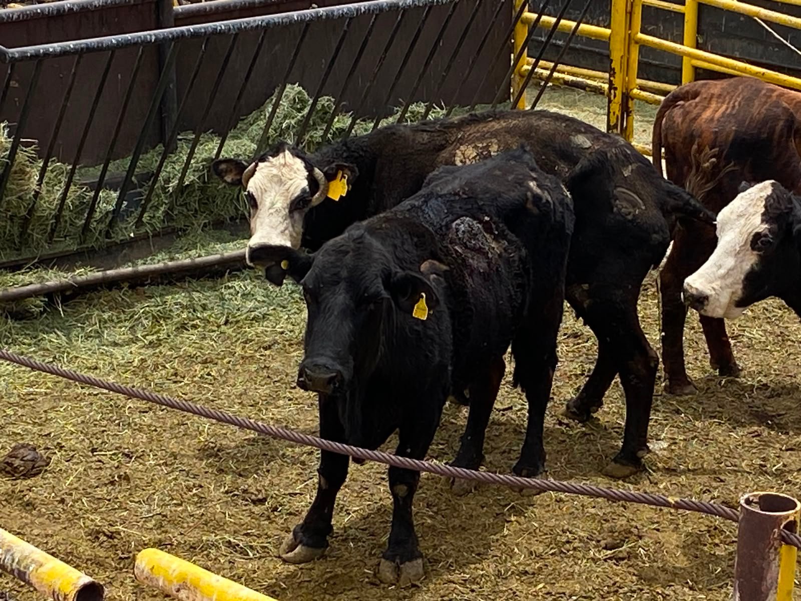 Sube de 11 a 18 casos de gusano barrenador en Chihuahua; reporta Senasica