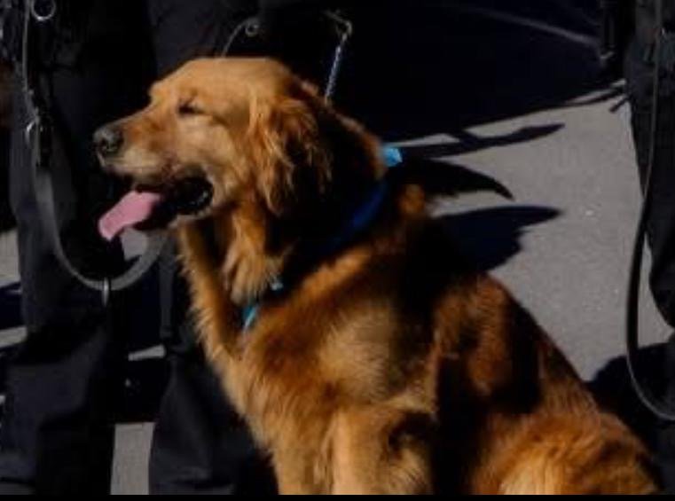 Frank, el canino de la DSPM, clave en dos aseguramientos de arma y droga en menos de 48 horas