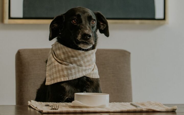 Retiran comida para perros por riesgo de salmonela