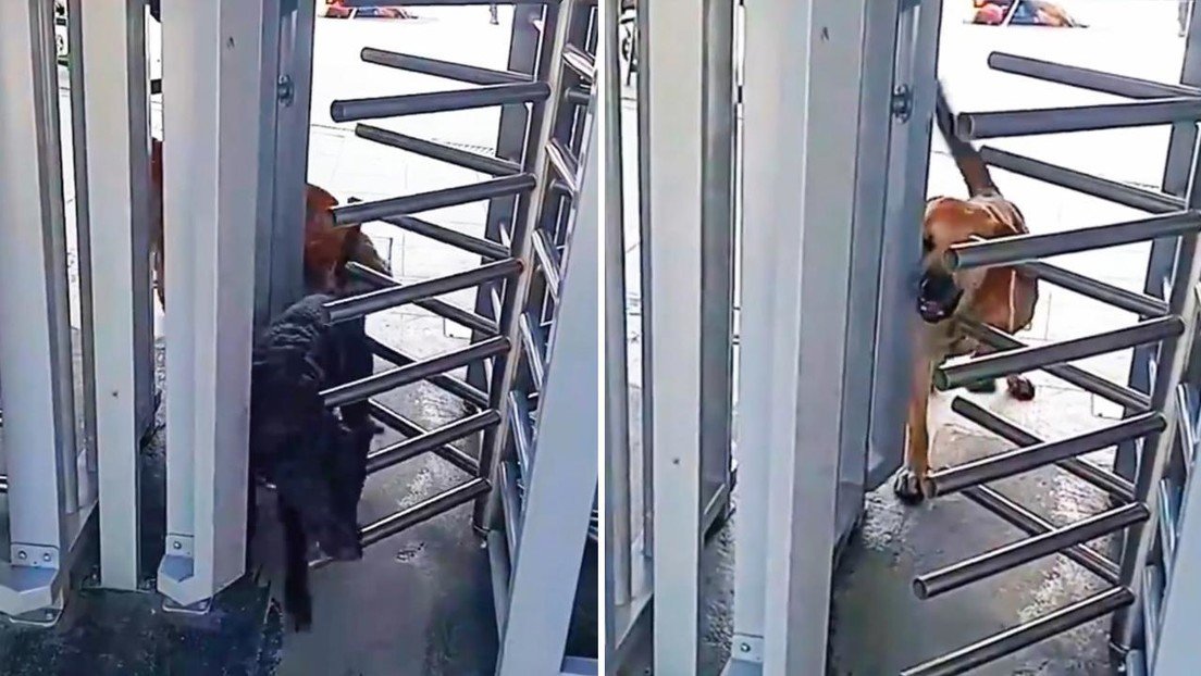 Dos perritos callejeros se cuelan al sistema de transporte en Bogotá… y así los “sancionan”