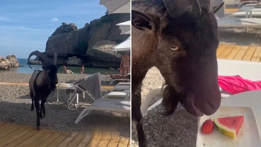 Una cabra salvaje “agandalla” las fresas y la sandía de una turista que descansaba en un hotel de Turquía