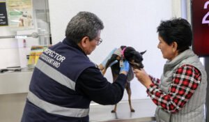 Perros deben pasar inspección contra gusano barrenador para cruzar la frontera México-EE. UU.