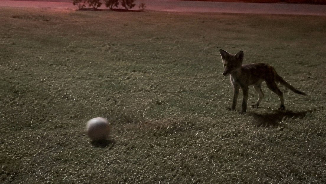 Zorro le “roba” el balón a un niño que jugaba futbol en un parque de Turquía