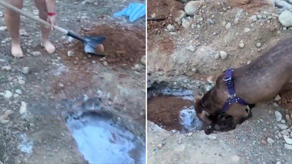 Un perrito ayuda a sepultar a su amigo canino muerto