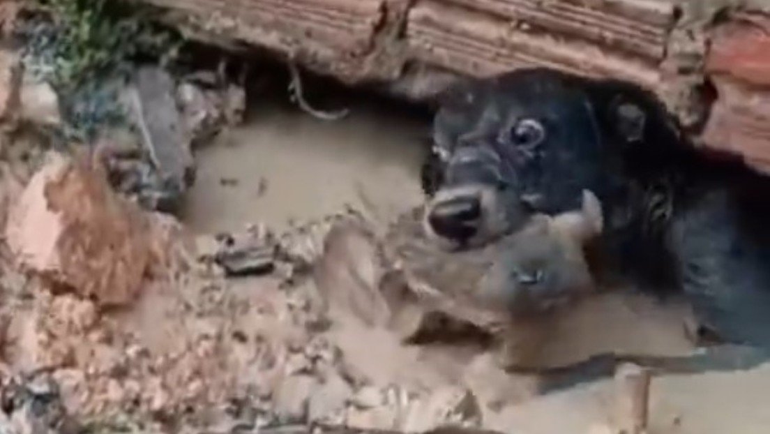 Una perrita salva a su cachorro debajo de una casa inundada por el lodo
