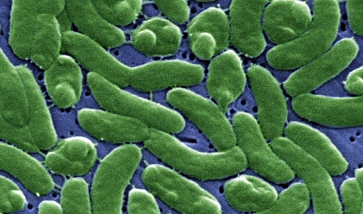 Alertan a bañistas en Luisiana, EU, por “bacteria carnívora” en aguas costeras