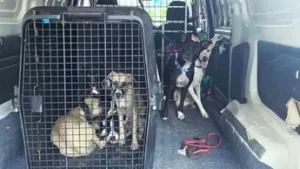 Hallan cuerpos de animales desmembrados en casa de Culiacán, Sinaloa, y rescatan a 8 perros