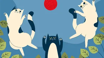 ¿Qué es la regla 3-3-3 de los gatos?