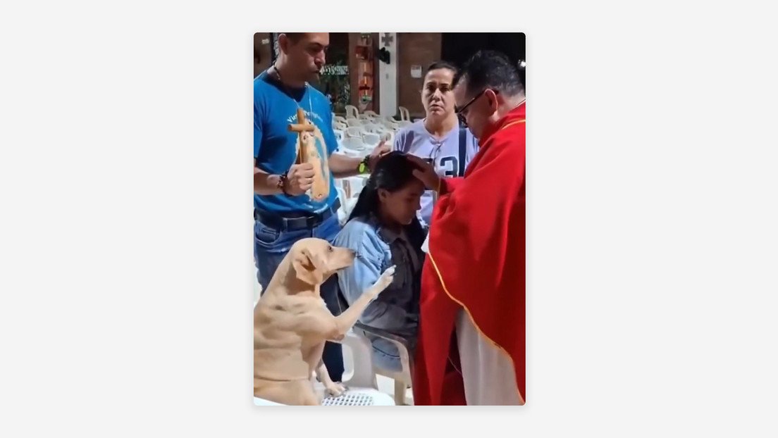 Perrito rescatado tras sismo en Colombia también “pide la bendición” del sacerdote que lo resguarda