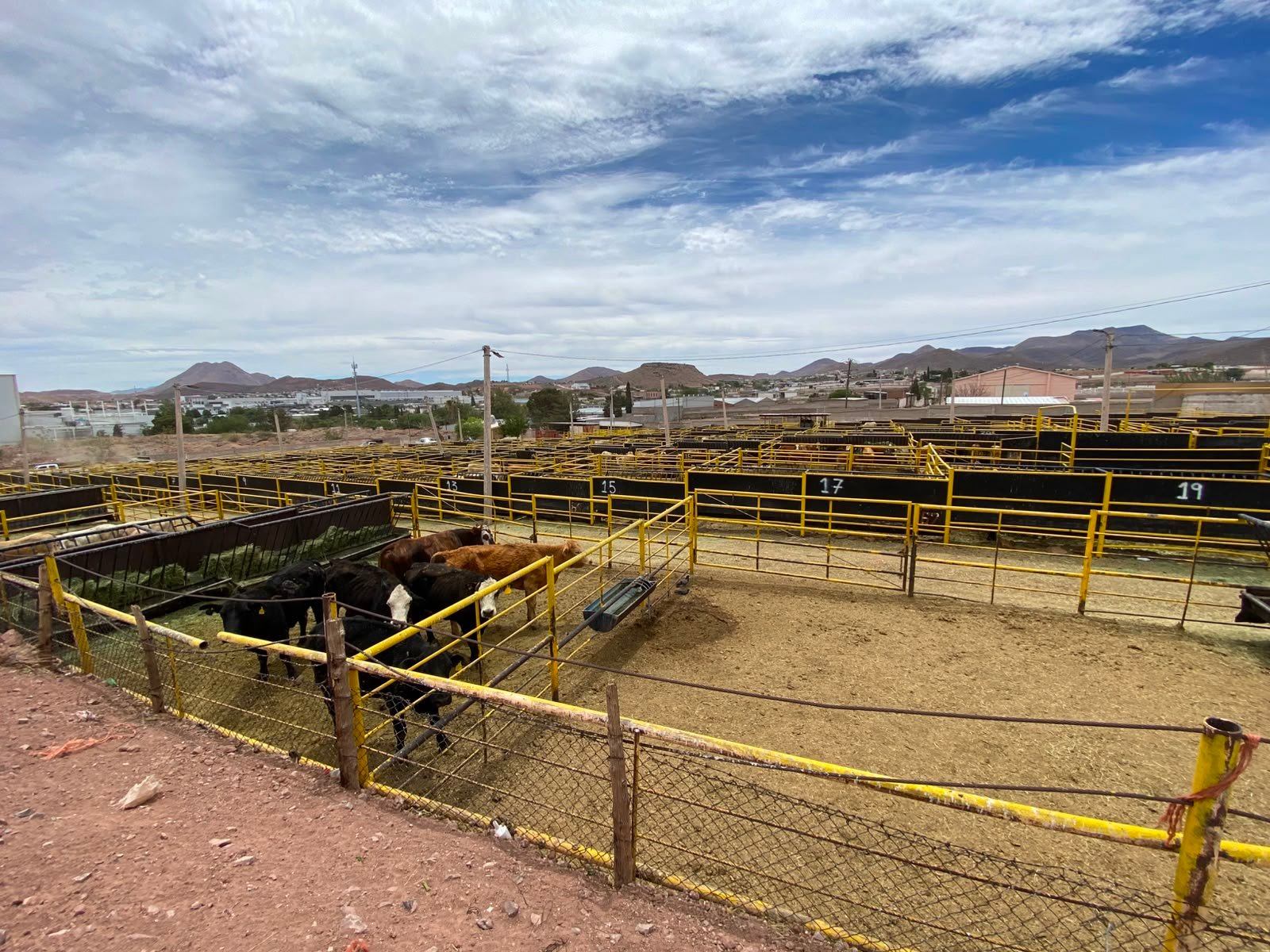 Sube a 79 casos de gusano barrenador; Chihuahua capital presenta su primer caso