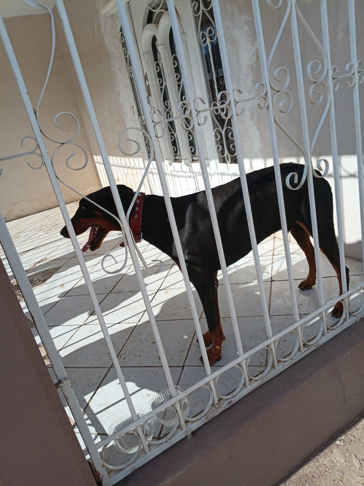 Atiende Policía Municipal reporte por posible maltrato animal en Cuauhtémoc