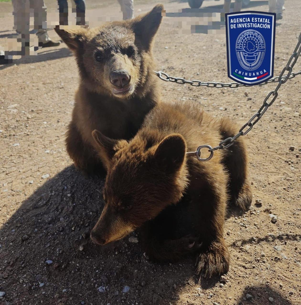 Asegura AEI a dos osos negros que se encontraban en cautiverio en Ojinaga