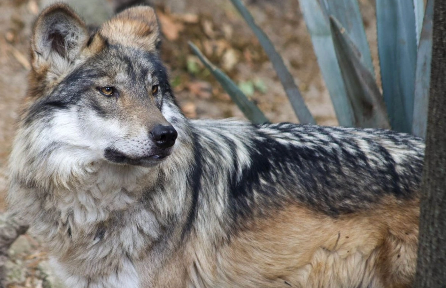 Trump planea retirar protección del lobo mexicano y del lobo gris para permitir cazarlos en “apoyo a ganaderos de EU”