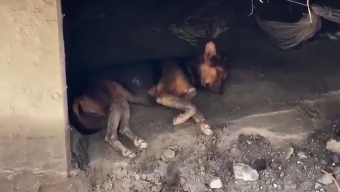 Un perro que sobrevivió a las inundaciones en Nepal, espera a sus dueños entre las ruinas de lo que fue su casa