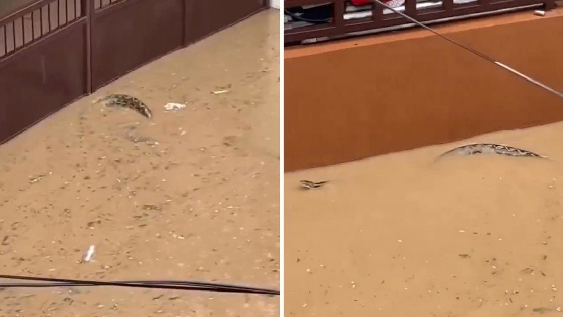 Captan a un pitón mientras nada entre casas inundadas por las lluvias