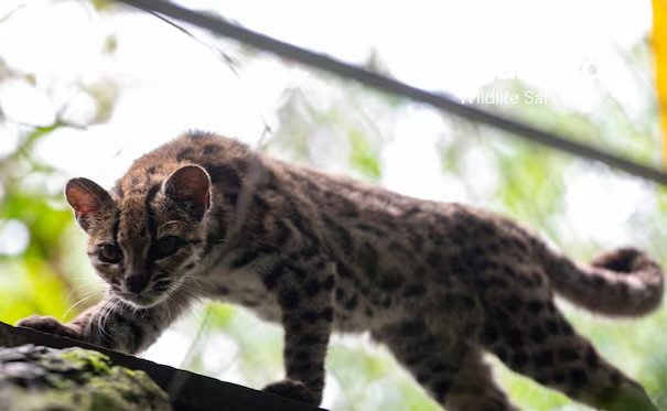 Bióloga busca fondos para estudiar a nuevo felino