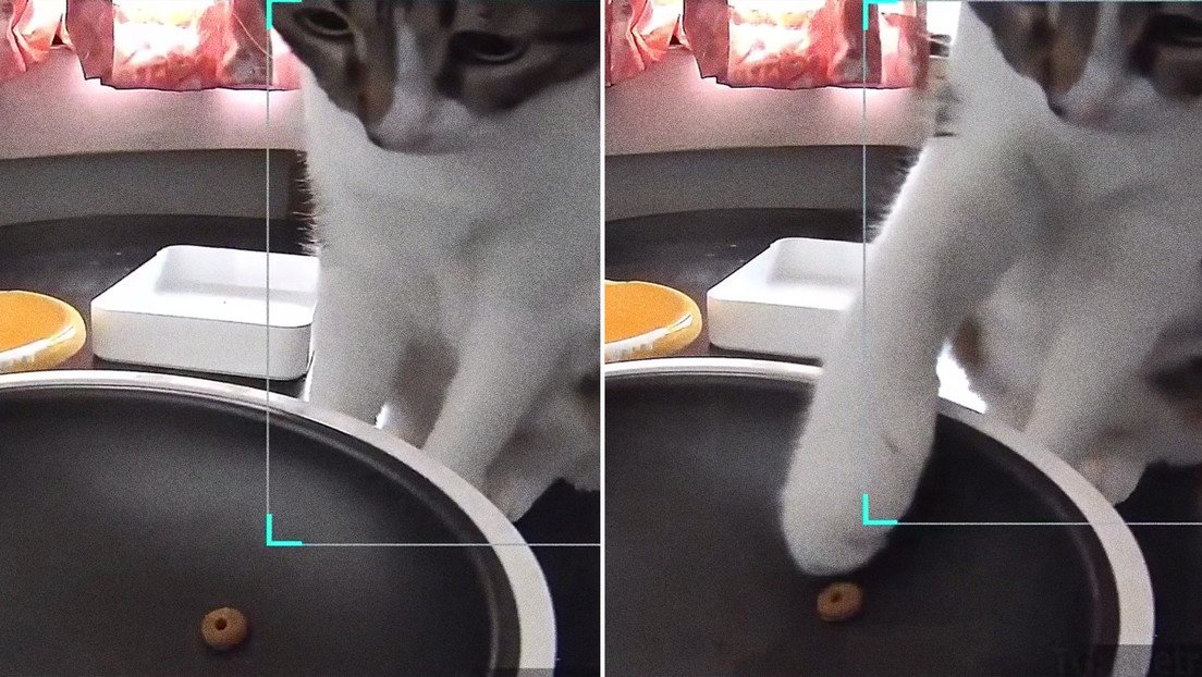 Un comedero automático falla, suelta una sola croqueta y así reaccionó un gatito