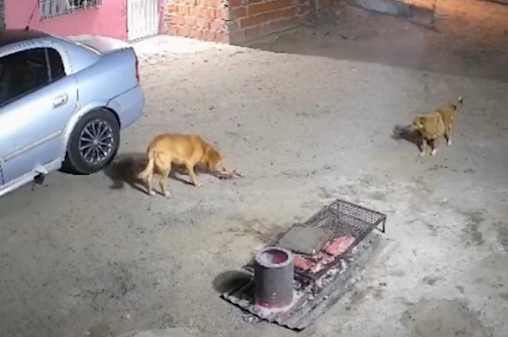 Descuidan un asador… y perros callejeros se dan un festín con la carne