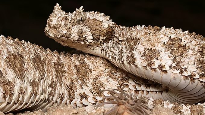 Científicos descubren qué hay dentro de la “araña” que crece en la cola de una rara víbora