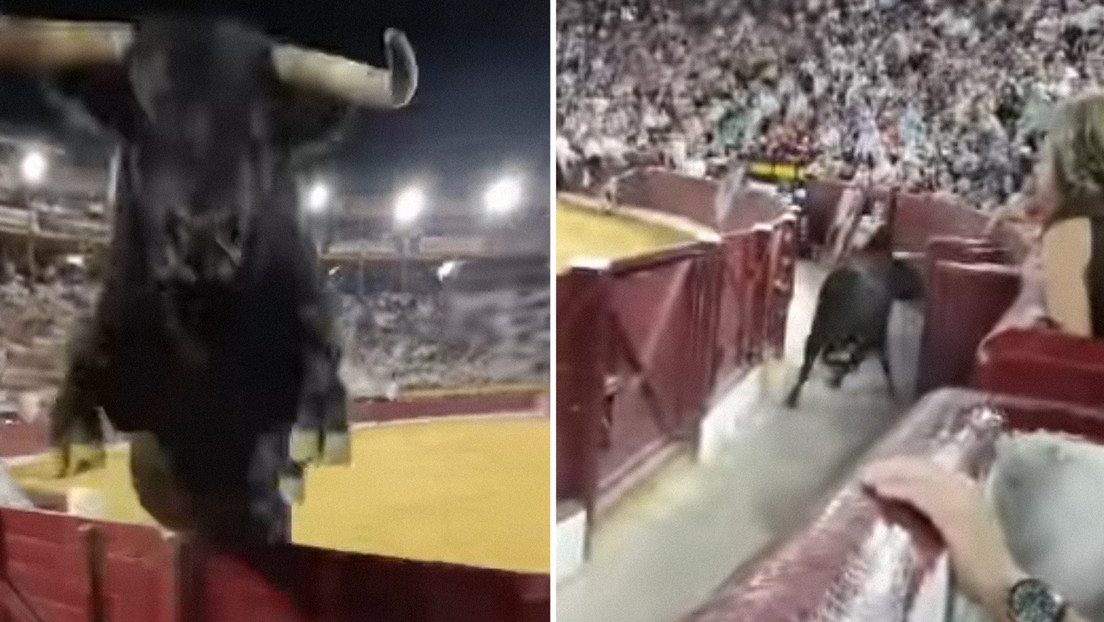 Toro provoca pánico en medio de una corrida en Murcia al saltar la barrera de seguridad