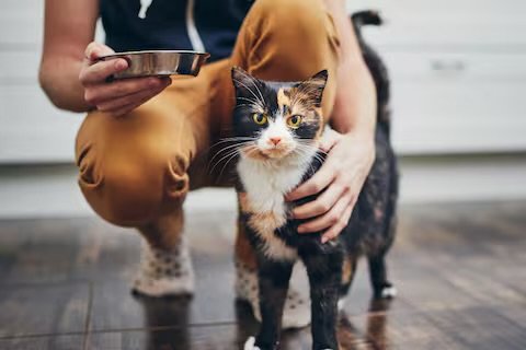 Pagó 25 mil dólares por clonar a su gata, pero la nueva mascota no se comporta igual