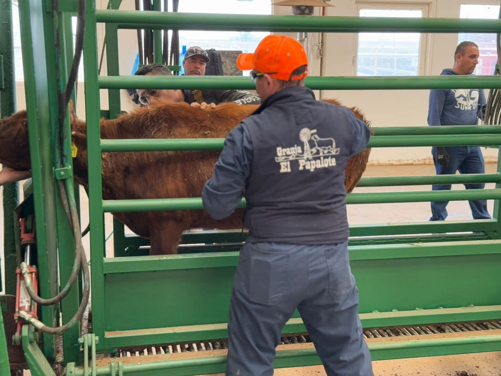 Celebra Secretaría de Desarrollo Rural próxima reapertura a exportación de ganado chihuahuense a EU