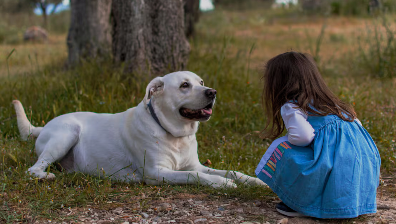 Científicos descubren que los perros pueden reconocer patrones de consonantes en el habla humana y explican cómo su cerebro organiza los sonidos sin procesar el lenguaje igual que las personas