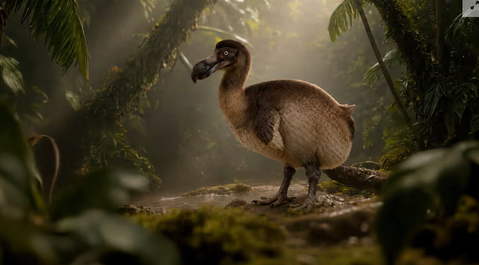 Científicos avanzan en plan para resucitar al dodo