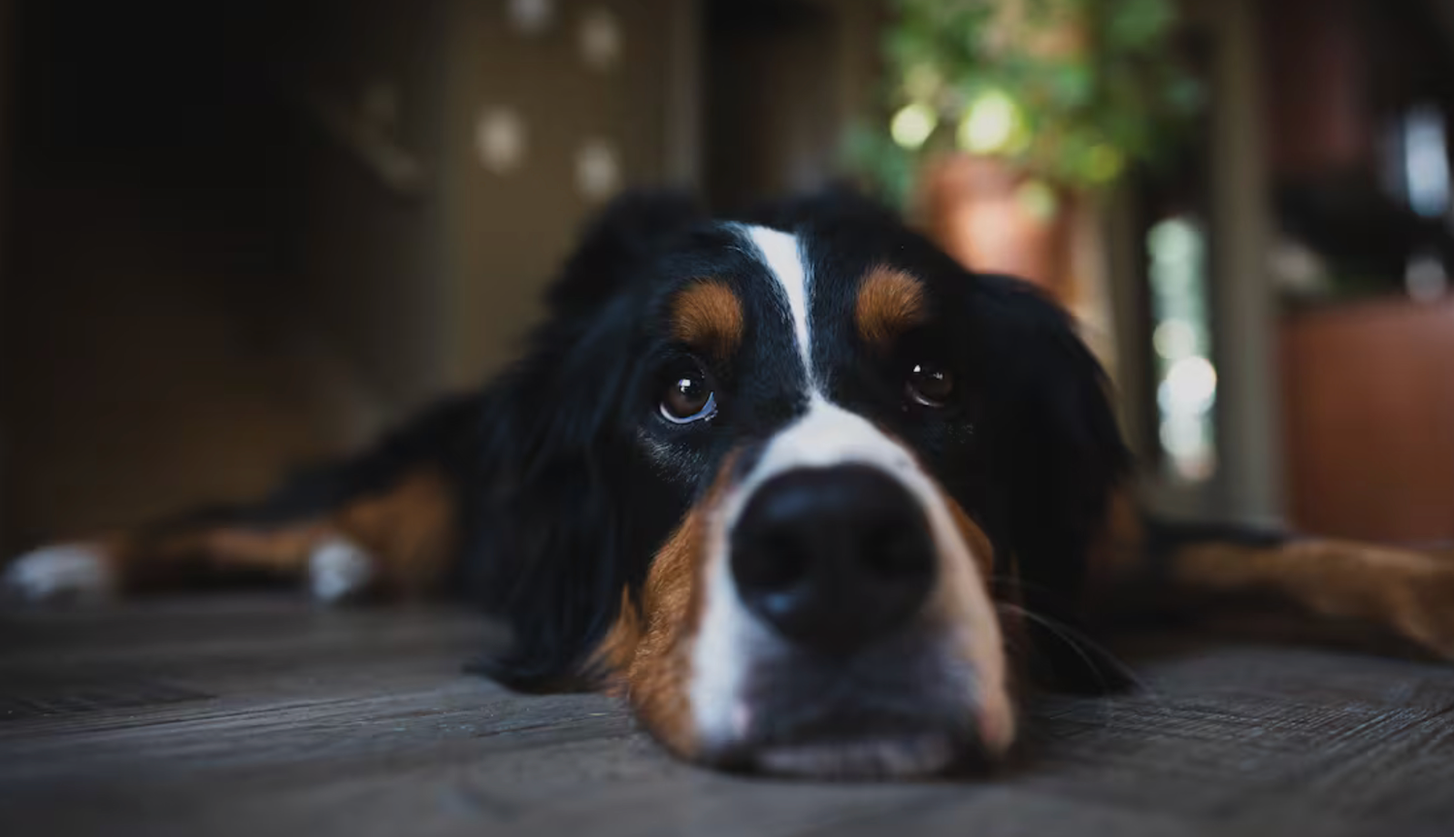Veterinarios explican que los perros no sienten culpa cuando hacen travesuras, sino miedo ante el enojo de sus dueños