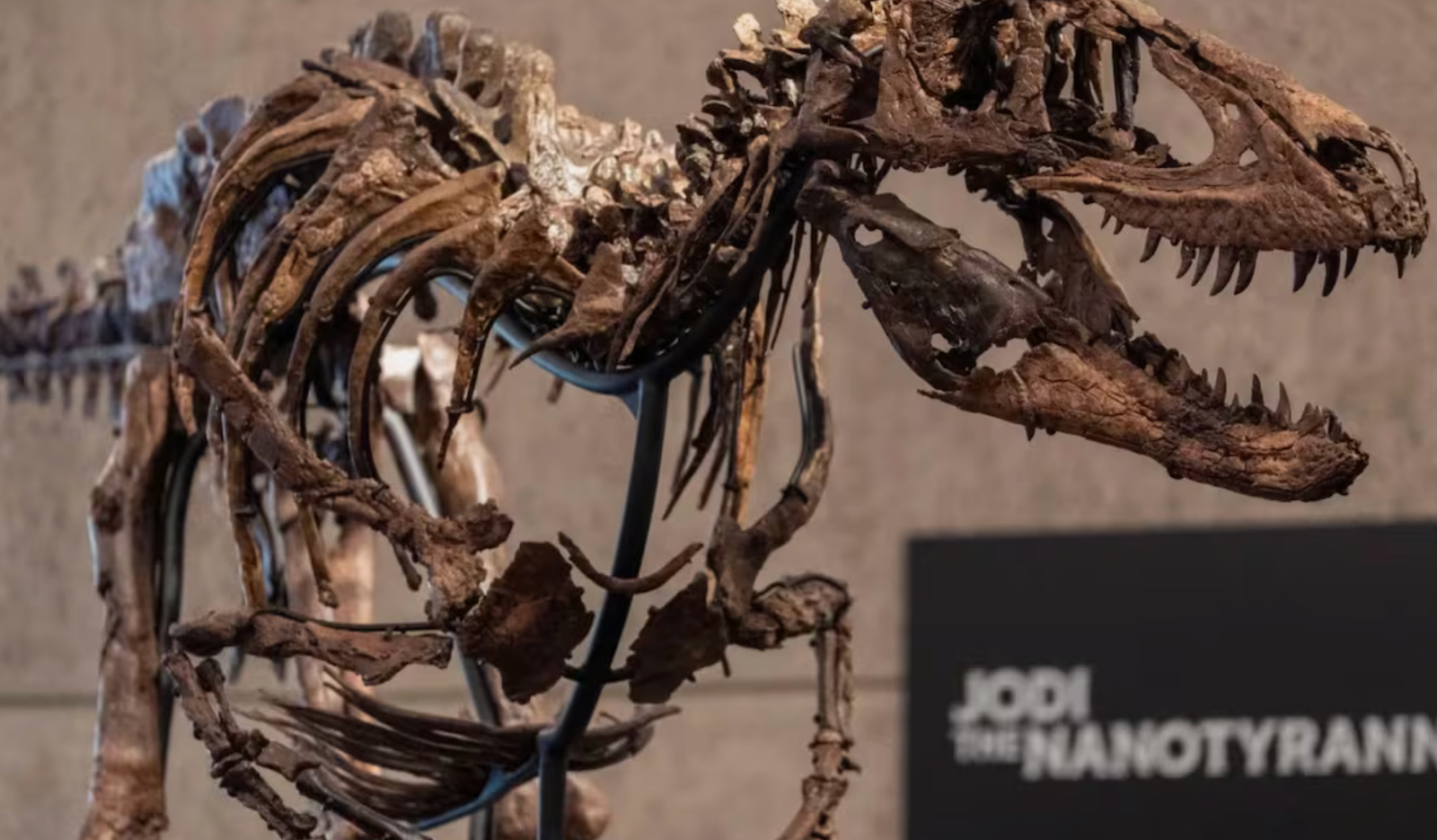 En 2019 una ganadera de Montana descubrió un esqueleto de dinosaurio de 67 millones de años que terminó vendido por 47.3 millones de dólares en Nueva York