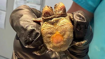 Hallan tortuga bebé de dos cabezas en Massachusetts