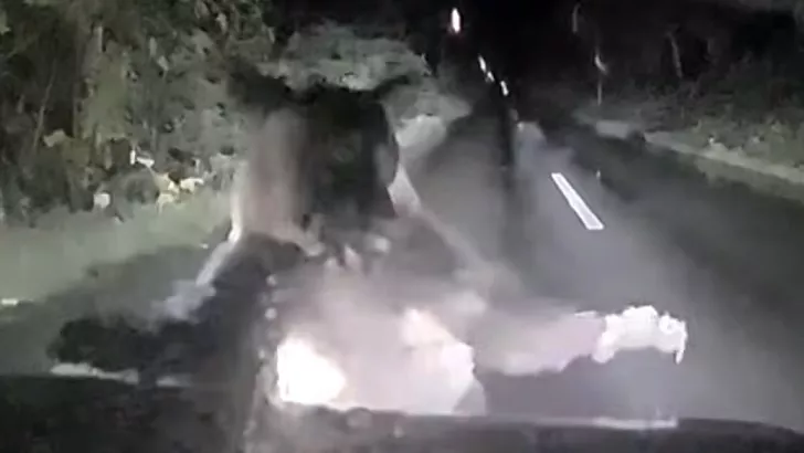 Oso pardo salta sobre un automóvil y destroza el parabrisas en Japón