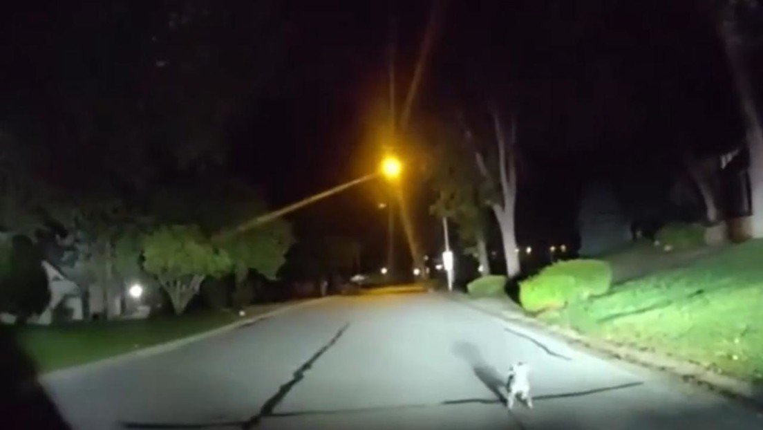 Un perro capta la atención de policías con sus ladridos y los lleva con su dueño accidentado