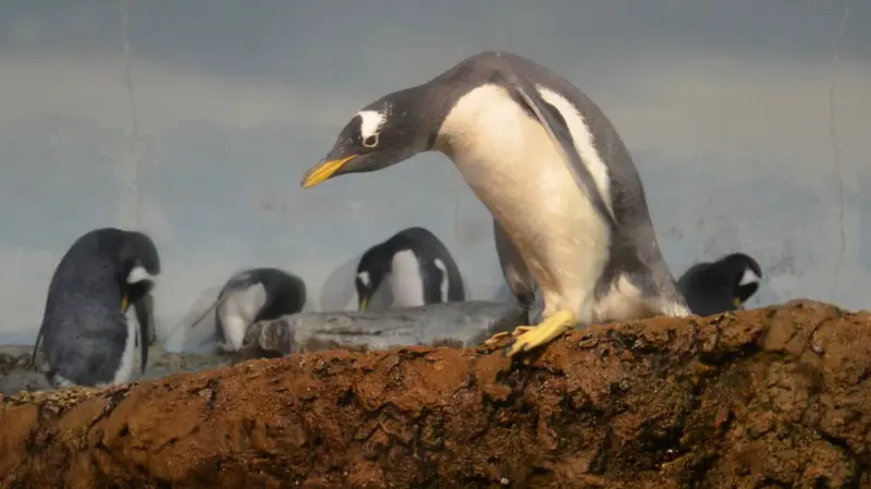 Identifican una nueva especie de pingüino por primera vez en más de 100 años