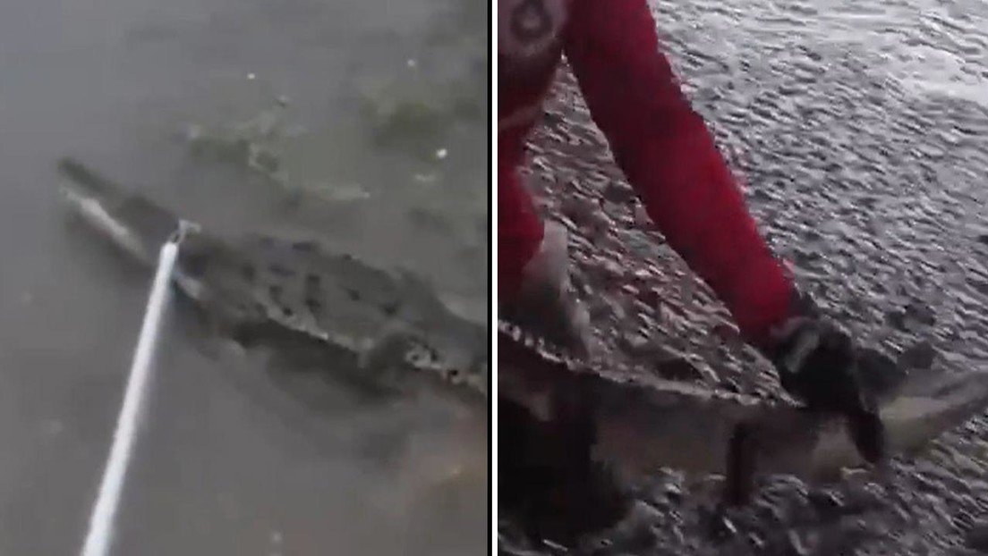 Cocodrilos aparecen en zonas pobladas de Colima tras el paso del huracán Simón